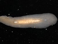 Leptoplana tremellaris