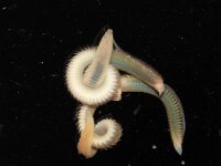 Scolelepis squamata 2, Groene gemsworm, Saxifraga-Sytske Dijksen