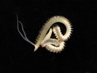 Scolelepis squamata 3, Groene gemsworm, Saxifraga-Sytske Dijksen