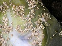 Spirorbis spirorbis 2, Spiraalkokerworm, Saxifraga-Sytske Dijksen