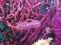 Paramuricea clavata 2, Violescent sea-whip, Saxifraga-Tom Heijnen