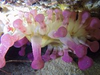 Telmatactis cricoides, Blunt-tentacled anemone, Saxifraga-Tom Heijnen