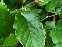 Arachnida, Spinachtigen, Arachnids