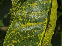 Aceria tristriata