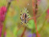 Araneus diadematus 47, Kruisspin, Saxifraga-Tom Heijnen