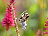 Araneus diadematus 48, Kruisspin, Saxifraga-Tom Heijnen