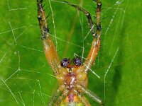 Araniella cucurbitina 8, Gewone komkommerspin, Saxifraga-Ab H Baas