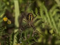 Argiope bruennichi 69, Wespspin, Saxifraga-Jan van der Straaten