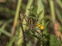 Argiope bruennichi 70, Wespspin, Saxifraga-Jan van der Straaten