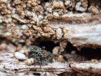 Attulus pubescens