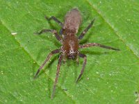 Clubiona sp