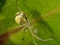 Enoplognatha ovata-latimana 11, Gewone Tandkaak, Saxifraga-Ab H Baas