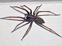 Eratigena atrica