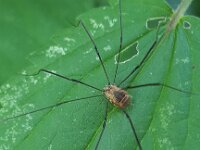 Leiobunum blackwalli