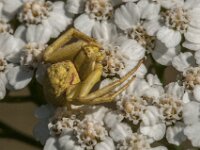 Misumena vatia 31, Gewone kameleonspin, Saxifraga-Jan van der Straaten