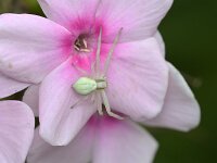 Misumena vatia 32, Gewone kameleonspin, Saxifraga-Tom Heijnen