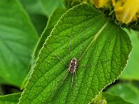 Phalangium opilio