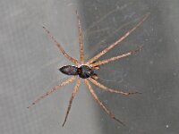 Philodromus dispar