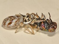 Salticus scenicus 8, Huiszebraspin, Saxifraga-Ab H Baas