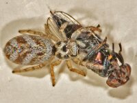 Salticus scenicus 9, Huiszebraspin, Saxifraga-Ab H Baas