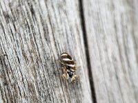 Salticus scenicus, 11 Huiszebraspin, Saxifraga-Ben Delbaere