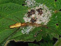 Tetragnatha sp