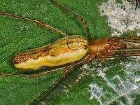 Tetragnatha sp 2, Saxifraga-Ab H Baas