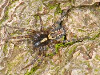 Textrix denticulata