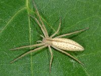 Tibellus oblongus
