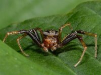 Xysticus cristatus 2, Gewone krabspin, male, Saxifraga-Ab H Baas