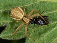 Xysticus sp 2, Saxifraga-Ab H Baas