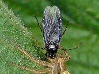 Xysticus sp 3, Saxifraga-Ab H Baas