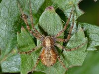 Xysticus sp 4, Saxifraga-Ab H Baas