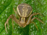 Xysticus ulmi 2, Moeraskrabspin, Saxifraga-Ab H Baas
