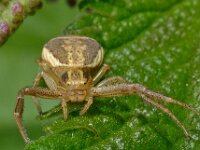 Xysticus ulmi 3, Moeraskrabspin, Saxifraga-Ab H Baas