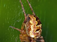 Zilla diodia 2, Maskerspinnetje, Saxifraga-Ab H Baas