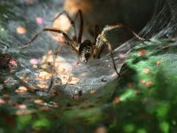 Agelena labyrinthica