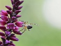 Araneus diadematus 31, Kruisspin, Saxifraga-Tom Heijnen