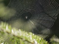 Araneus diadematus 33, Kruisspin, Saxifraga-Tom Heijnen