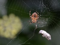 Araneus diadematus 34, Kruisspin, Saxifraga-Tom Heijnen