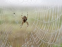 Araneus diadematus 35, Kruisspin, Saxifraga-Tom Heijnen