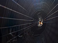 Araneus diadematus 36, Kruisspin, Saxifraga-Tom Heijnen