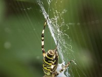 Argiope bruennichi 38, Wespspin, Saxifraga-Willem van Kruijsbergen