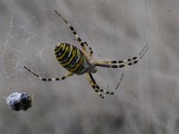 Argiope bruennichi 43, Wespspin, Saxifraga-Luuk Vermeer