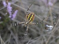 Argiope bruennichi 44, Wespspin, Saxifraga-Luuk Vermeer