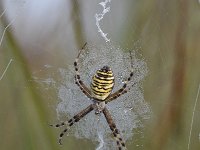 Argiope bruennichi 52, Wespspin, Saxifraga-Luuk Vermeer