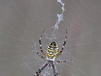 Argiope bruennichi 56, Wespspin, Saxifraga-Luuk Vermeer