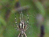 Argiope bruennichi 59, Wespspin, Saxifraga-Luuk Vermeer