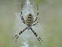 Argiope bruennichi 65, Wespspin, Saxifraga-Luuk Vermeer