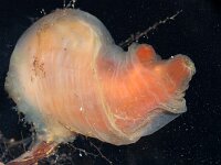 Ciona intestinalis 50, Doorschijnende zakpijp, Saxifraga-Sytske Dijksen